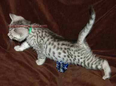 Egyptian Mau Kittens For Sale